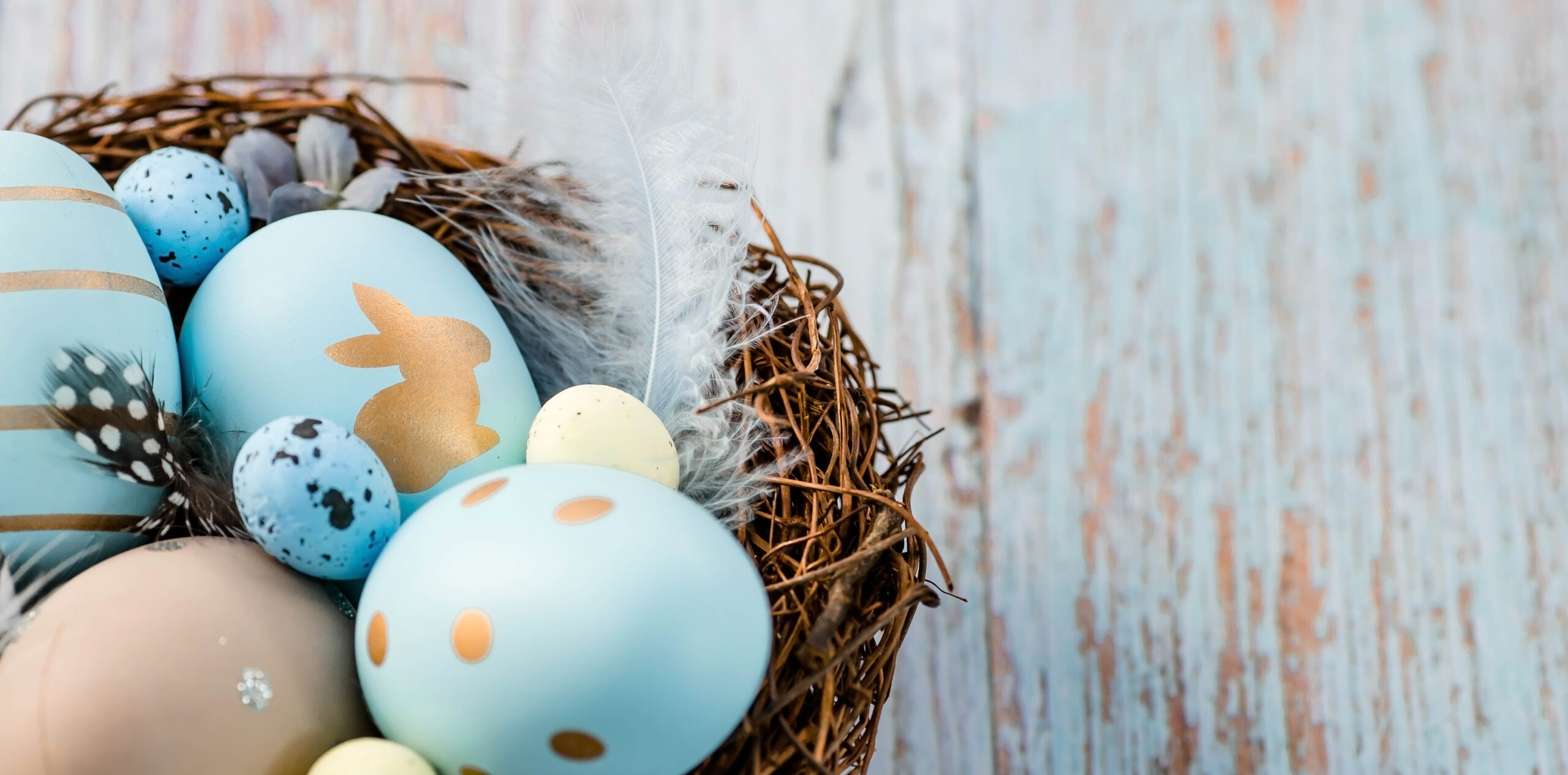 Banner.,easter,eggs,,feathers,in,a,nest,on,a,blue